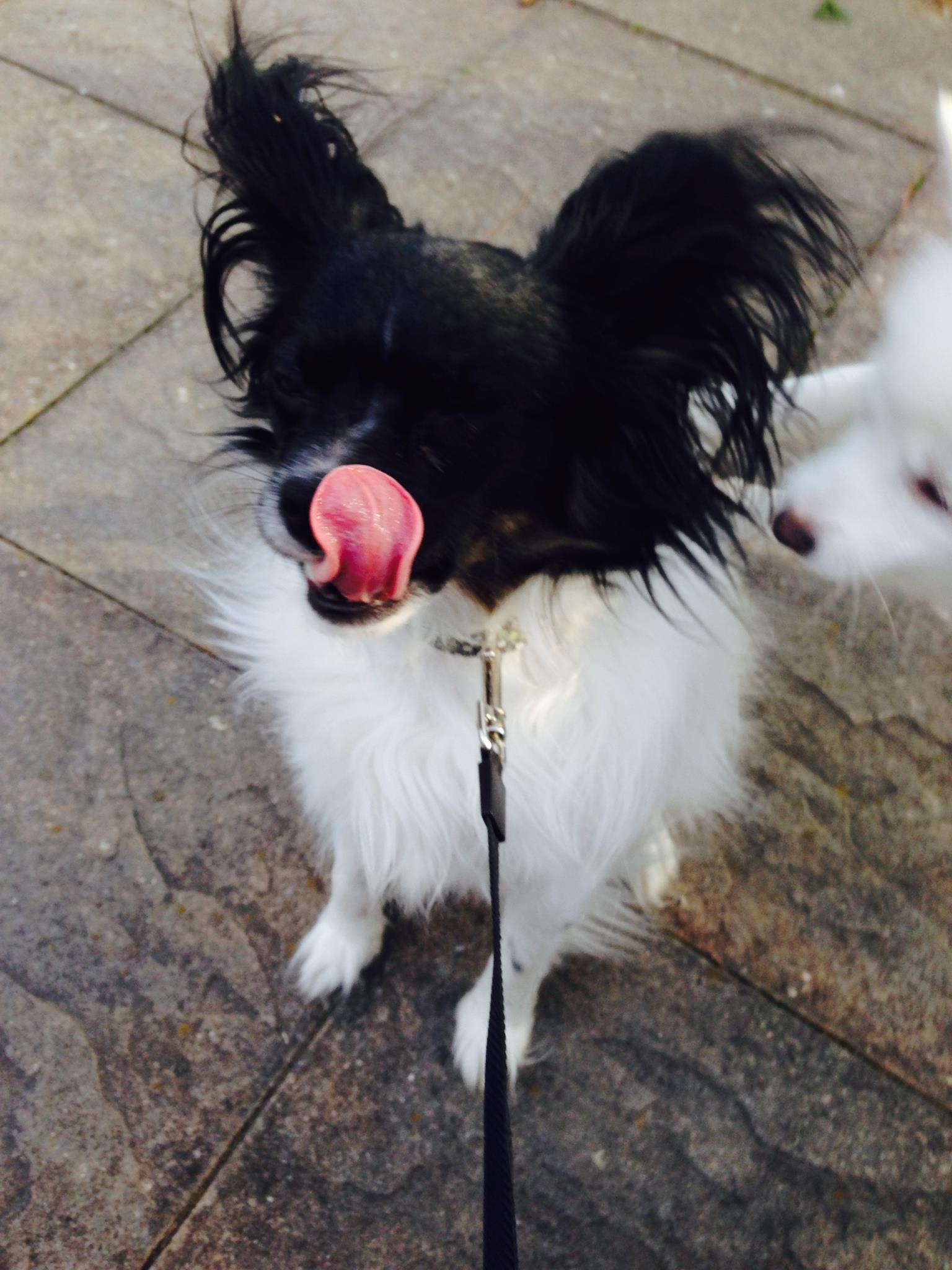 11130375_10153294808567265_2808401591314813942_o