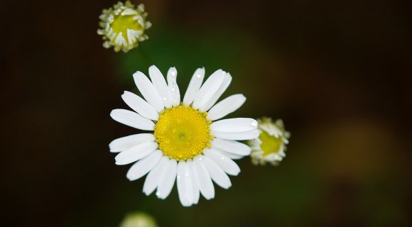daisy-22887_1280